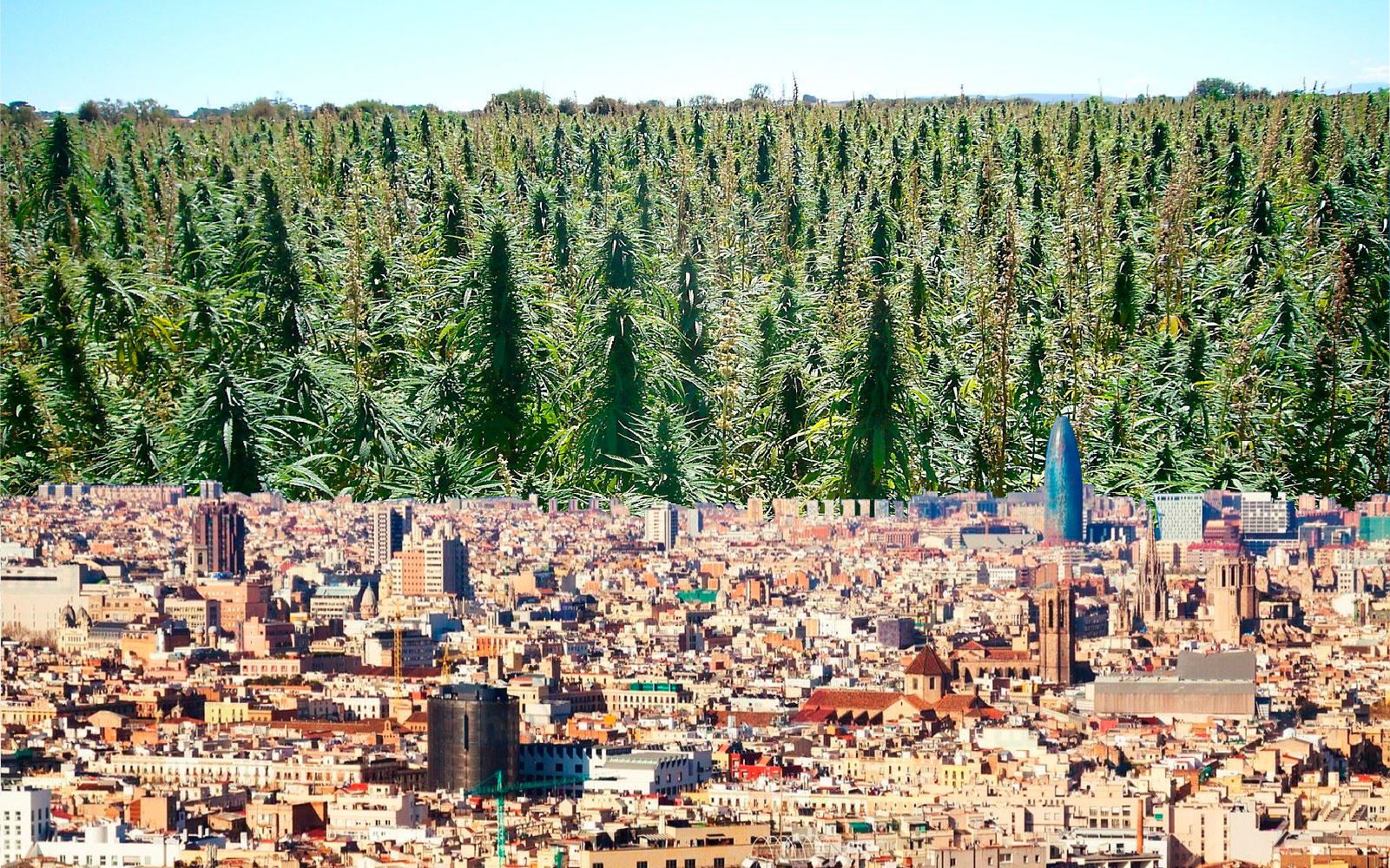 cannabisbarcelonaview